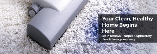 carpet cleaners in wellington 